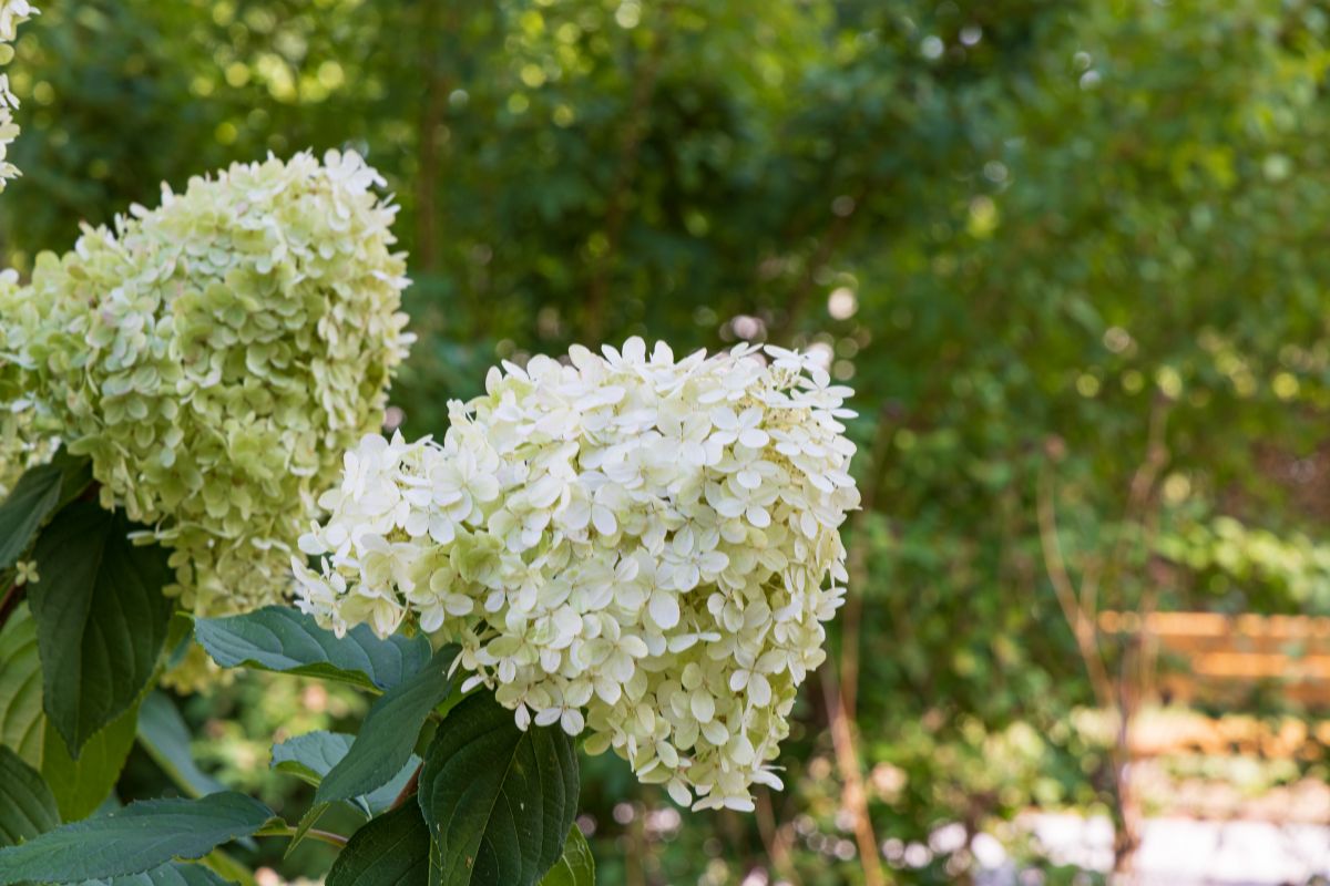 Hydrangea paniculata.jpg